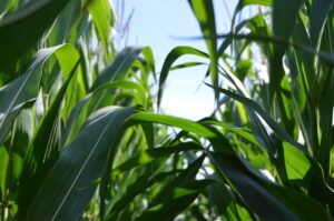 Photo Cooperative Farming