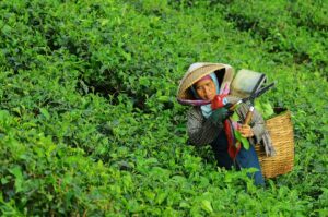 Photo Bamboo plantation