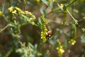 Photo Adaptability mindset