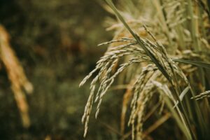 Photo Rice field