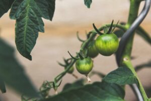 Photo Sustainable farming