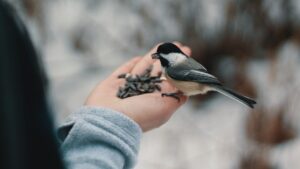 Photo Feed Mill