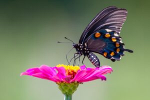 Photo Community garden
