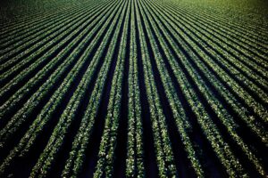 Photo Farm field