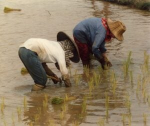 Photo Farmers planting drought-resistant crops