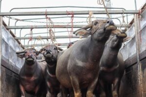 Photo Livestock farm