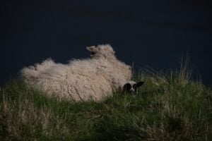 Photo Livestock Farming
