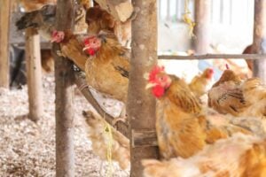Photo Poultry Farming