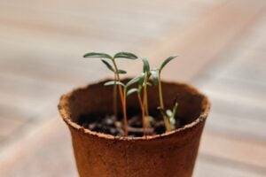 Photo Kitchen garden