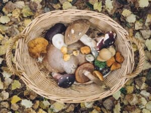 Photo Food Forest