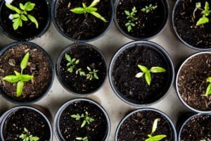 Photo Seed bank