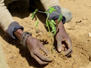 Photo Farmers planting millet
