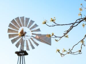 Photo Feed Mill