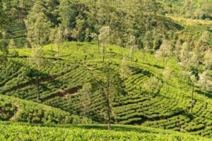 Photo Coffee plantation