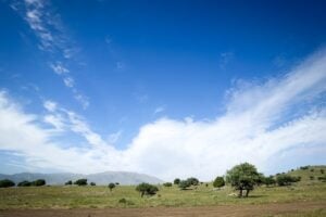 Photo Cassava field