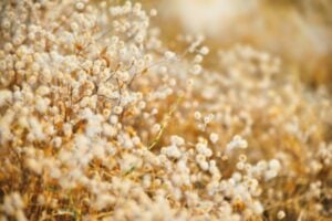 Photo Cotton field