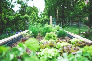 Photo Herb garden