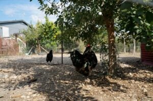 Photo A Sample Project Proposal on "Community Development Project for Turkeys Local Grant"