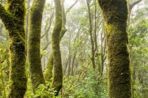 Photo NGO Proposal, Community-Led Forest Restoration, Biodiversity Protection