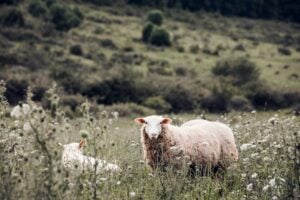 Photo Rural Voices