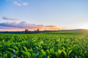 Photo Smart Agriculture