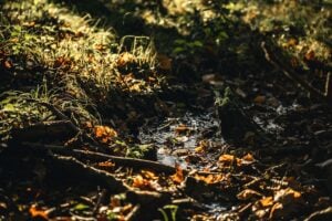 Photo Citizen Science for Environmental Monitoring