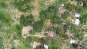 Photo Drone-Based Reforestation Projects