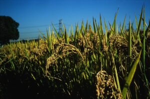 Photo AI for Predicting Climate Impact on Crops