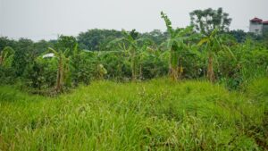 Photo Greening Ghana