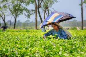 Photo Clean Energy for Tea Estate Workers