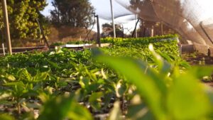 Photo Climate-Smart Agriculture