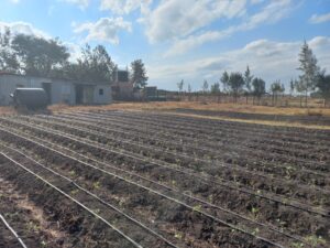 Photo Solar-Powered Irrigation