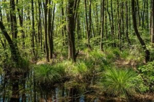 Photo Ecosystem Restoration and Carbon Sequestration