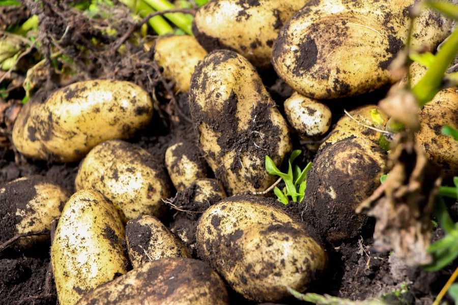 Photo Potato Industry Sustainability and Innovation