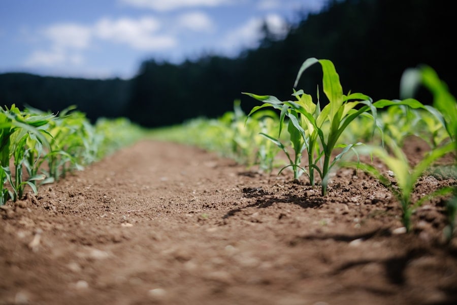 Photo Precision Agriculture