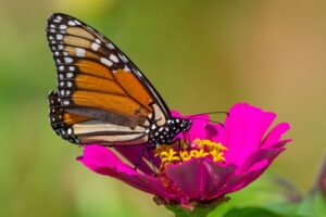 Photo Community garden
