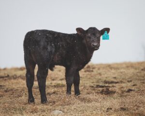 Photo Agricultural grant