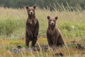 Photo Wildlife corridor