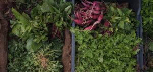 Photo Farmers market