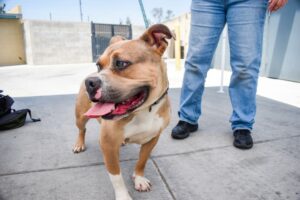 Photo Animal shelter