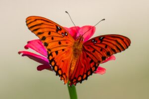 Photo Community garden