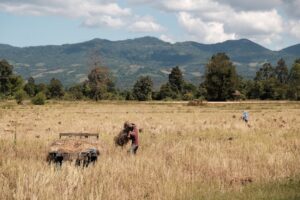 Photo Farmers harvesting