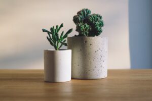 Photo Drought-resistant plants
