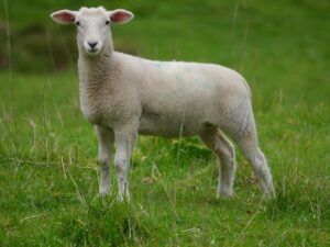 Photo Livestock auction