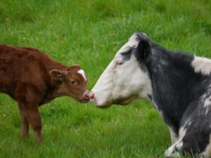 Photo Livestock distribution